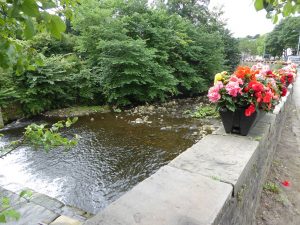 Barrowford begonias